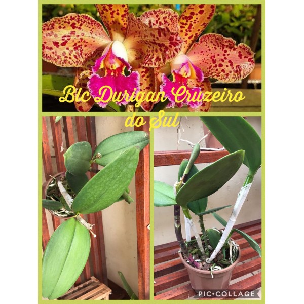 Orquídea -  Blc Cruzeiro do Sul